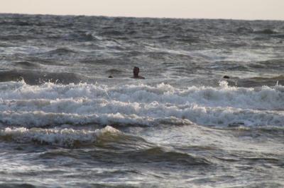 Klick f&uuml;r Originalgr&ouml;&szlig;e :IMG_2237.jpg